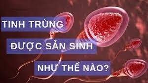 Tinh trùng được tạo ra như thế nào? Yếu tố ảnh hưởng sinh tinh